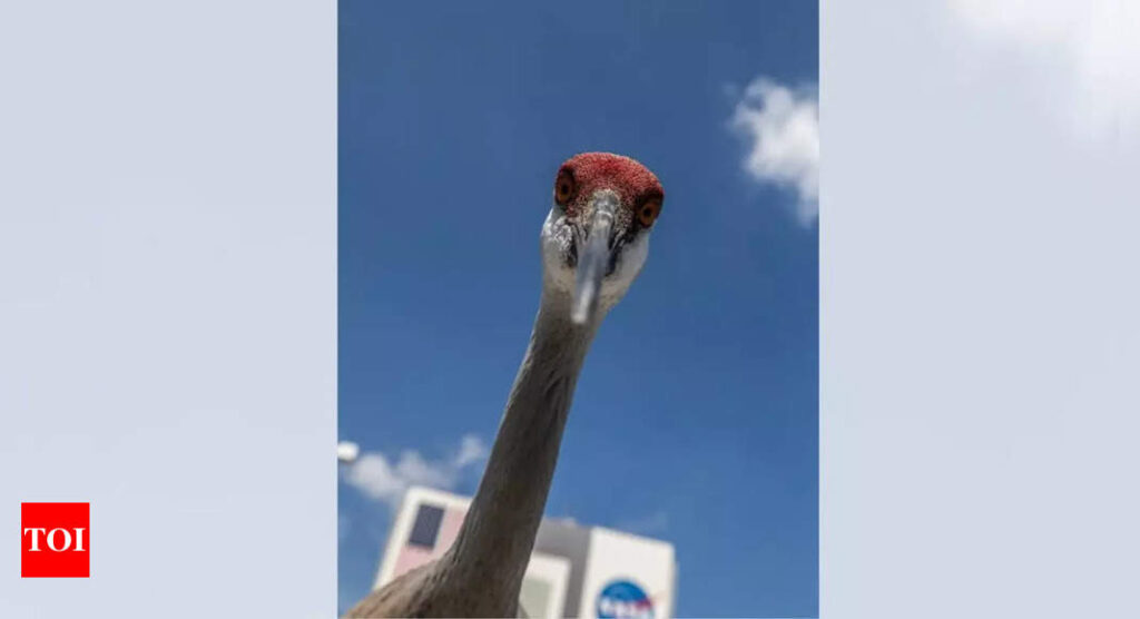 NASA shares a stunning image of a Sandhill Crane with ‘large, brown eyes’; here’s what makes this bird special? |