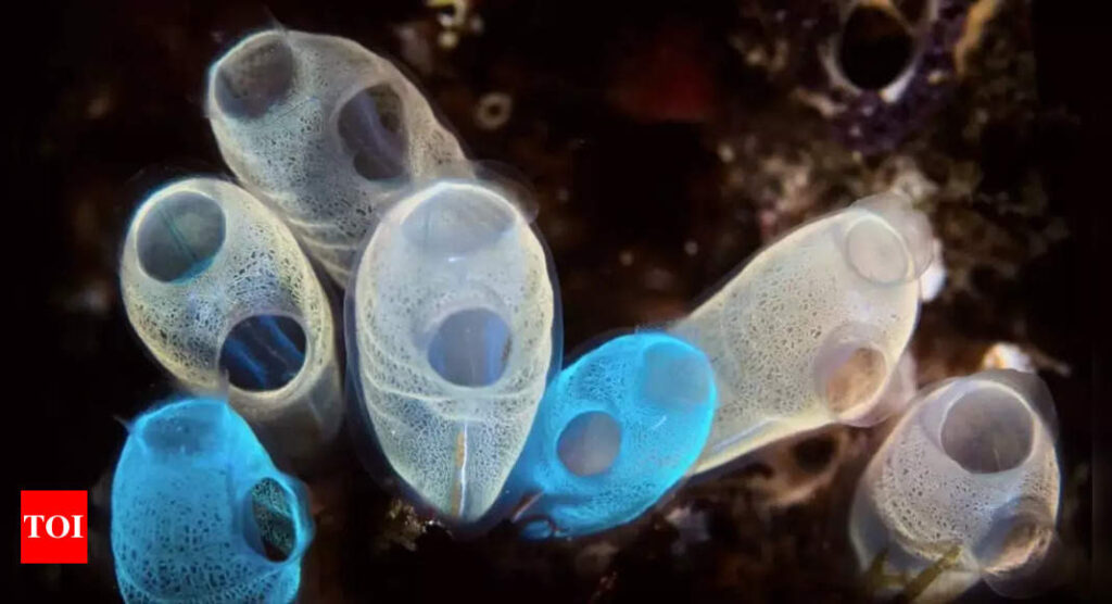 These sea creatures are eating plastic and converting them to MUCH bigger threat