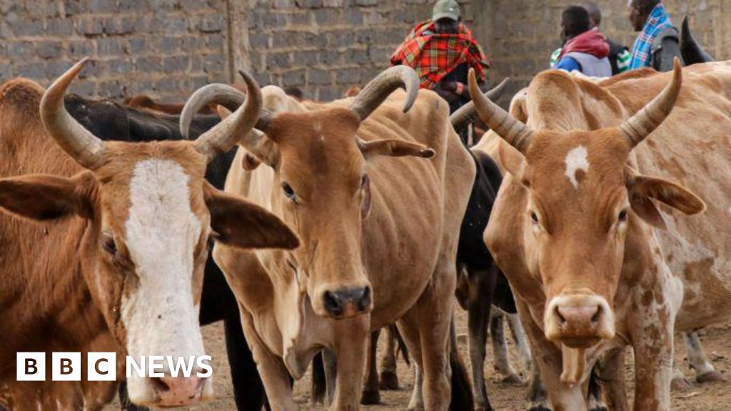 Why Bill Gates is being dragged into a row over vaccinating cows in Kenya