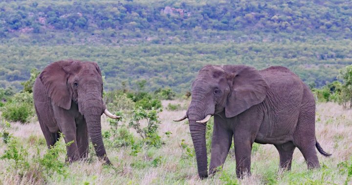 Tourist trampled to death by elephant in South Africa while trying to save kids - National