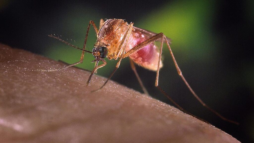 Rising temperatures link with rising dengue, researchers build early warning system