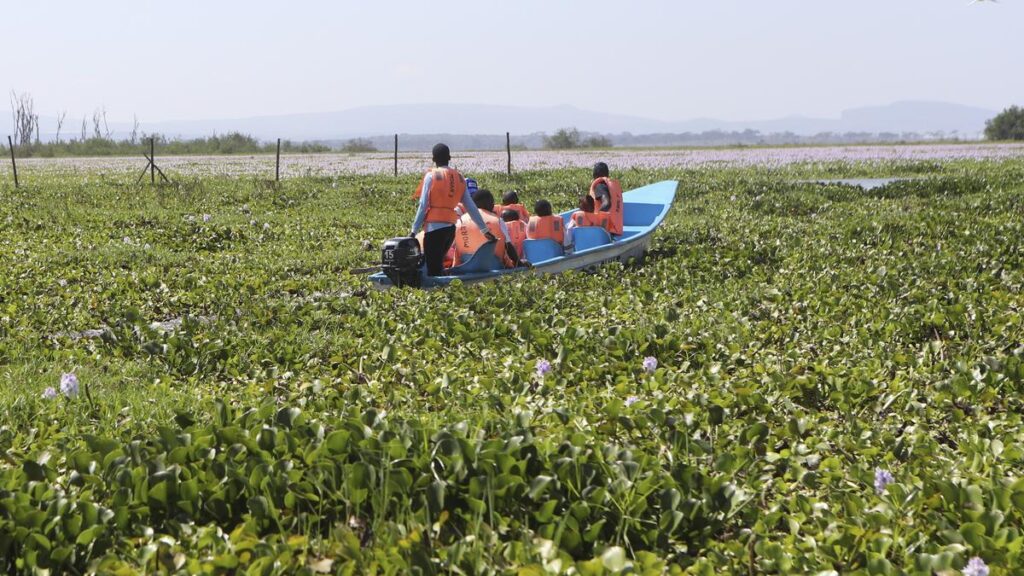 Invasive water hyacinth threatens fishers’ livelihoods on popular Kenyan lake