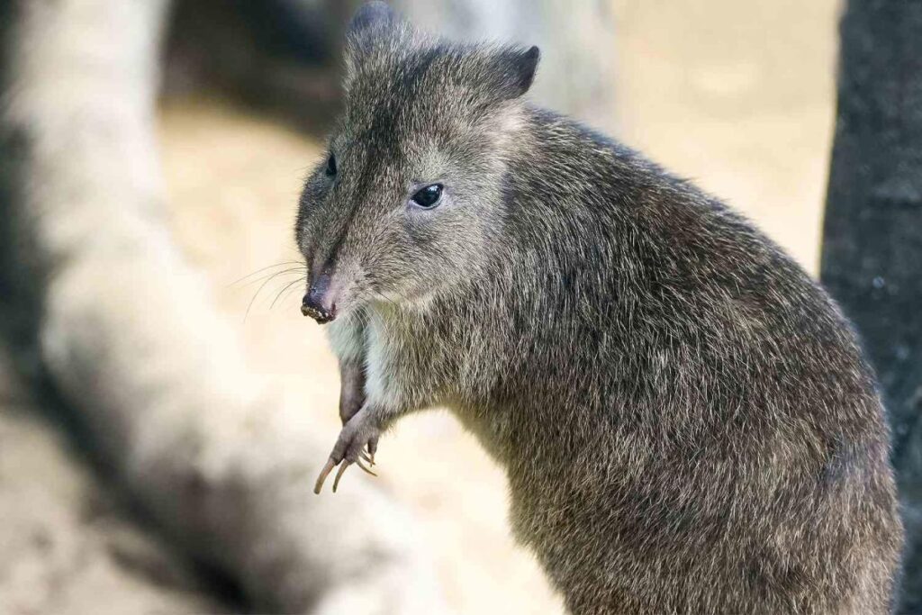 Kangaroo-Like Marsupial Species, Described as 'Nature's Little Gardeners,' Brought Back from Brink of Extinction