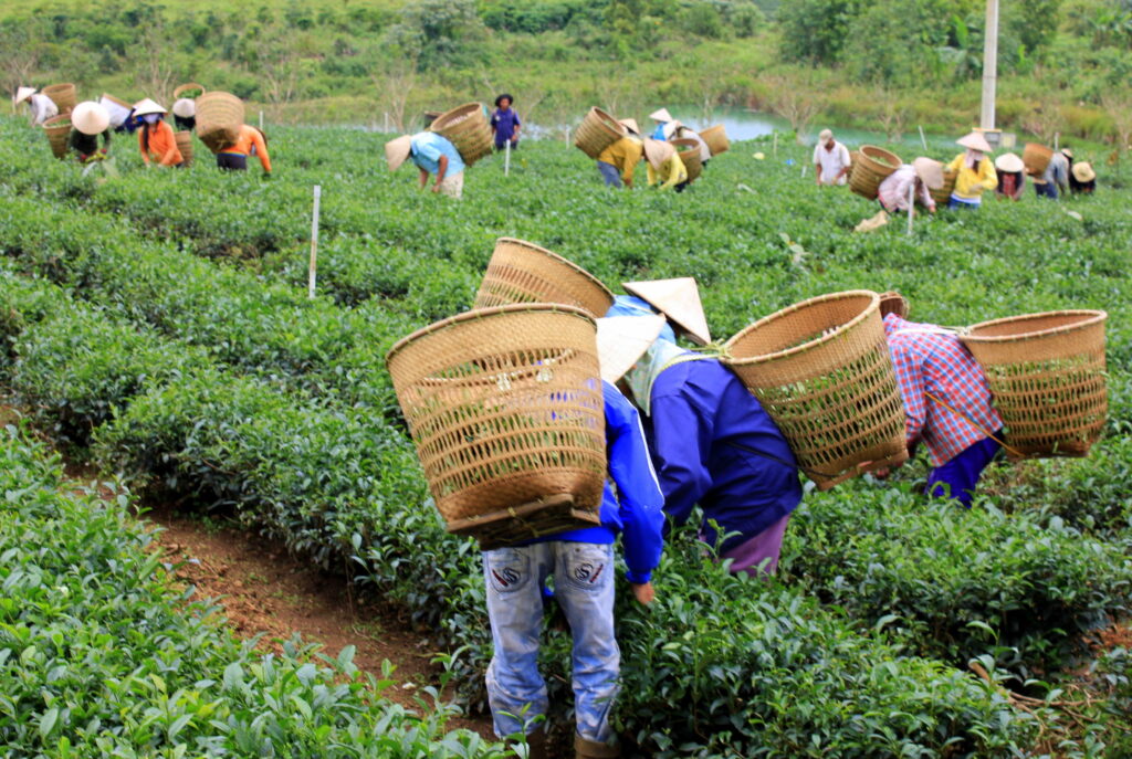 A tea garden in Central Vietnam