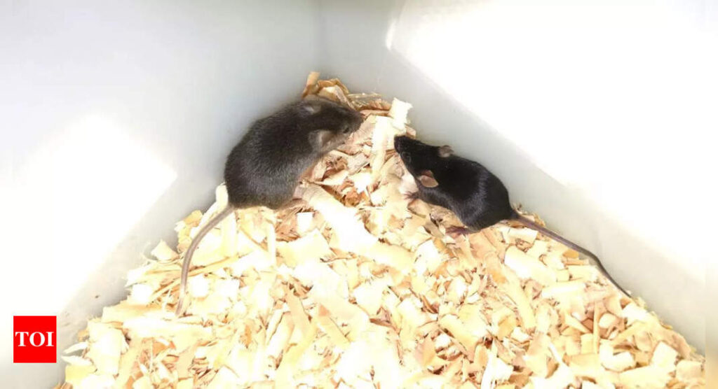 Can two male mice raise healthy offspring? Chinese researchers break the barriers— know how |