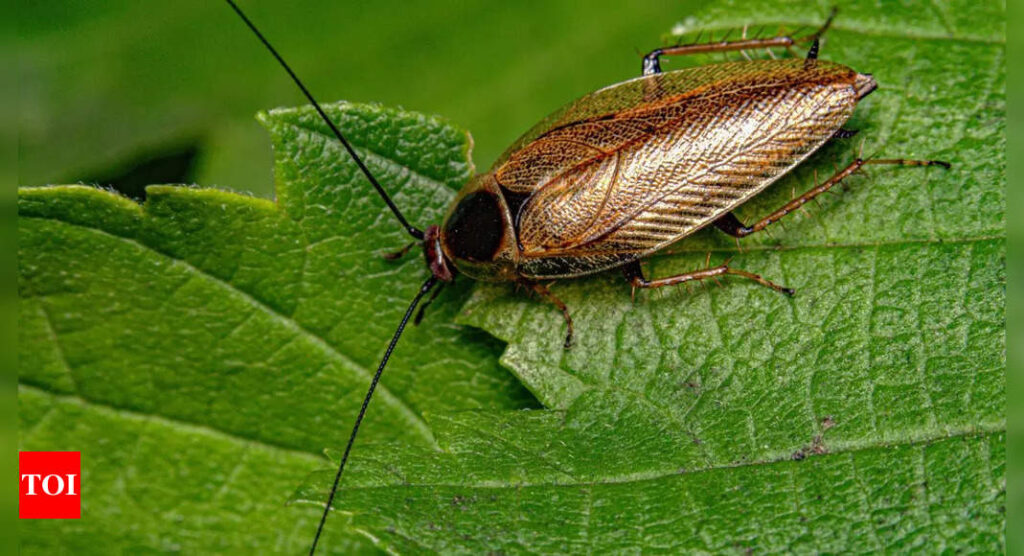 This zoo lets you name a cockroach after your ex and watch as it becomes animal feed this Valentine's Day