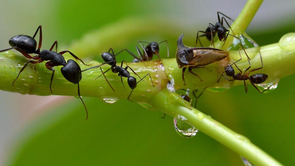 Go on an ant walk in Chennai