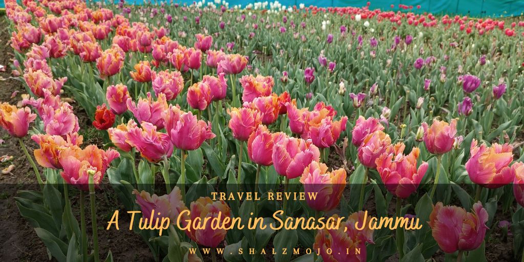 A Tulip Garden in Sanasar, Patnitop | Travel Tales |