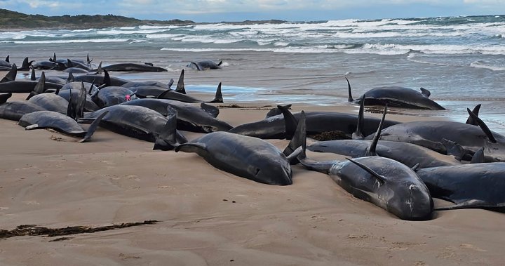 Dozens of false killer whales stranded on Australian beach to be euthanized - National