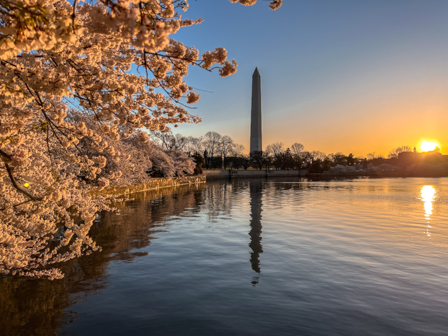 Washington DC Cherry Blossoms