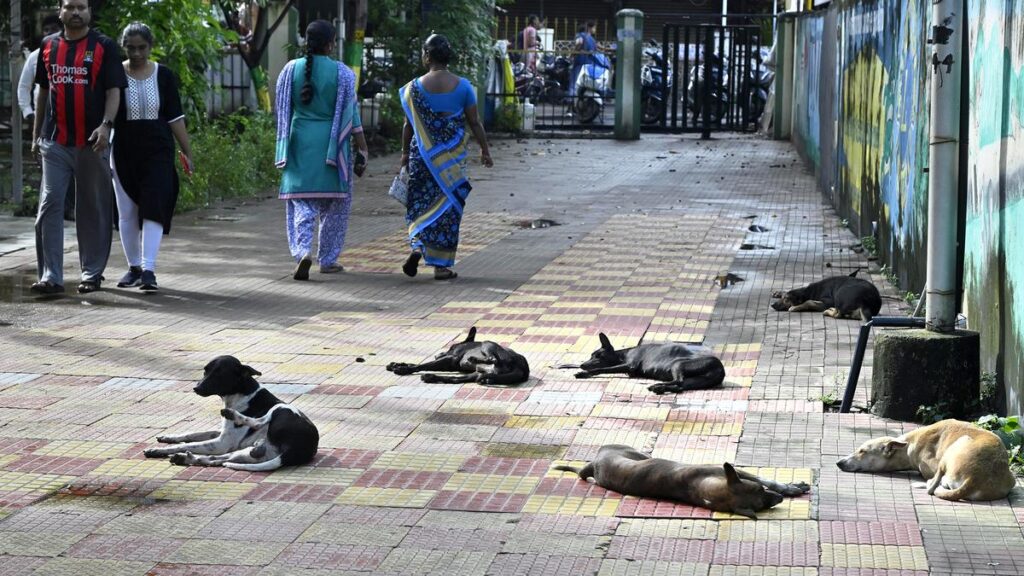 T.N. govt. to discuss methods to control stray dog population