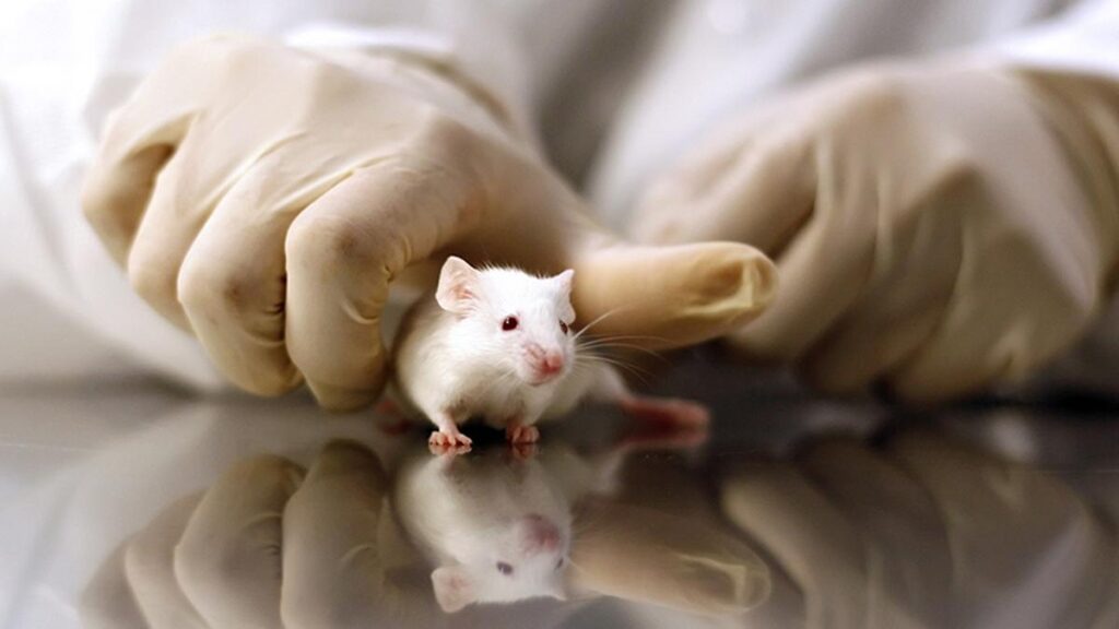 Researchers spot a clue as to why human and mouse genomes overlap