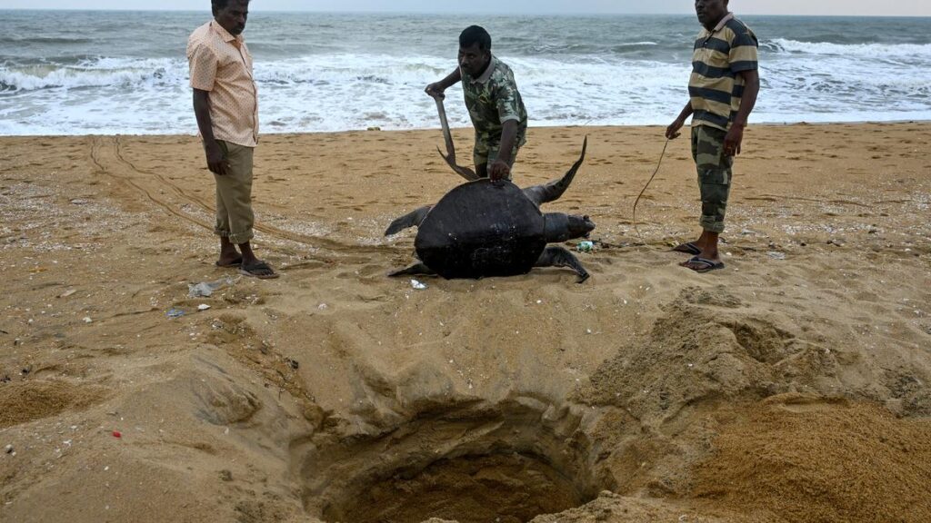 Along Tamil Nadu coast, a surge of dead sea turtles