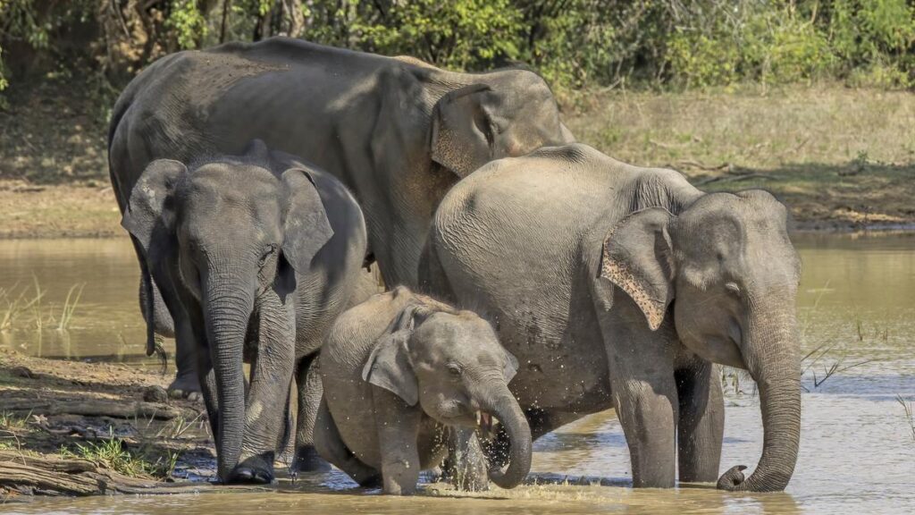 Asian elephants change scientists’ minds about why elephants trumpet