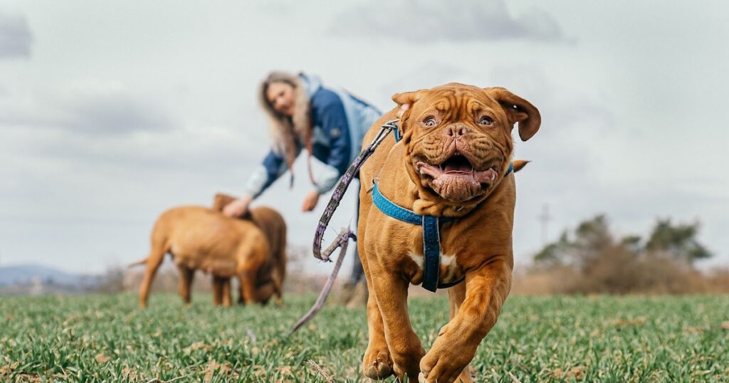 Tribeca Dog Park (Tribeca Dog Run): A Haven for Dogs & Owners in Hudson River Park