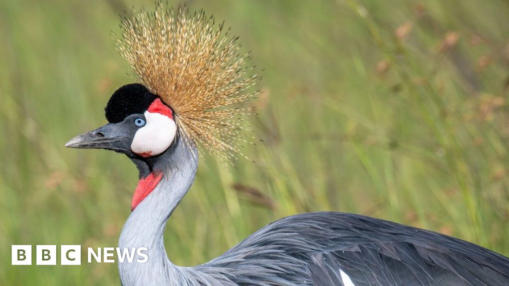 Crested cranes: Uganda's disappearing national bird