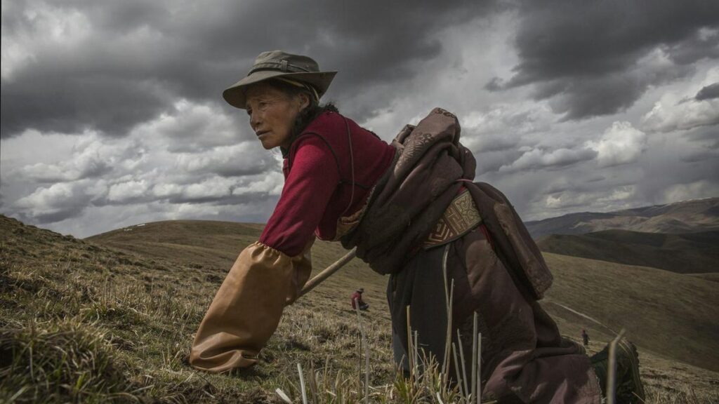 Lightning strikes make collecting a fungus for traditional Chinese medicine a deadly pursuit