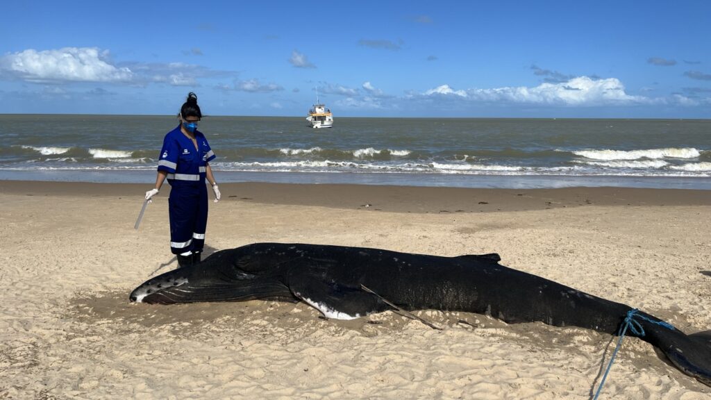 'Give me the head!' Neuroscientist inspires whale and dolphin research in Brazil : NPR