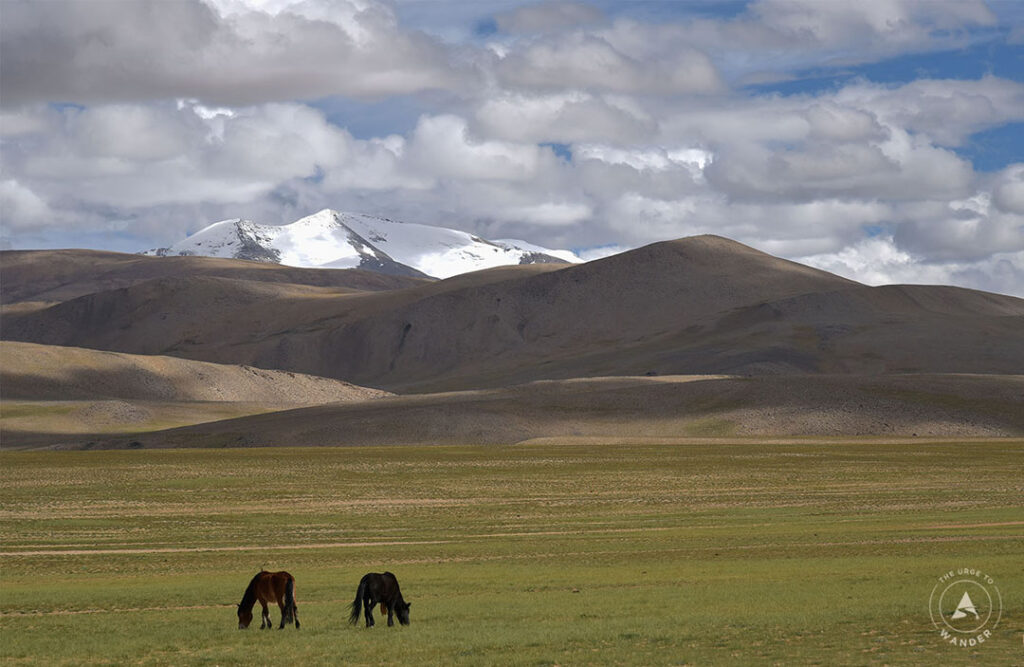 Two wild horses against a mountain backdrop in Ladakh.