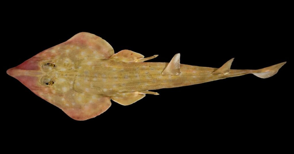 "Guitar shark" and snail with venomous "harpoons" among 866 new marine species discovered in ocean