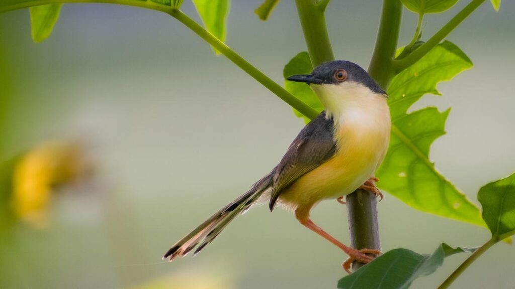 Science for all newsletter How bird songs have evolved?