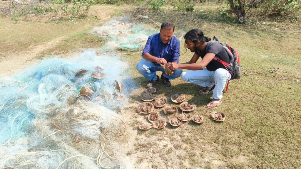 Environmentalists raise concerns over high mortality of rare horseshoe crabs along Odisha coast