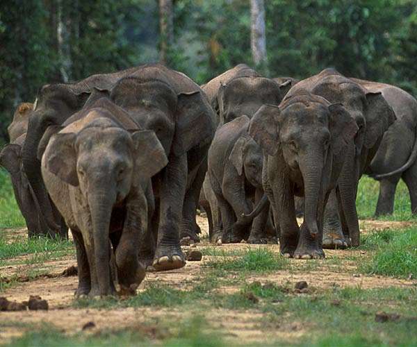 Sri Lanka adjusts train timings to tackle elephant deaths