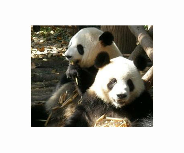 Nepal community efforts revive red panda population