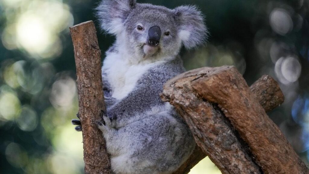 Australian State culls 700 starving koalas after bushfire, stoking controversy