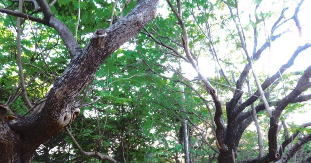 Bharati Park – A Green Oasis in the Heart of White Town, Puducherry