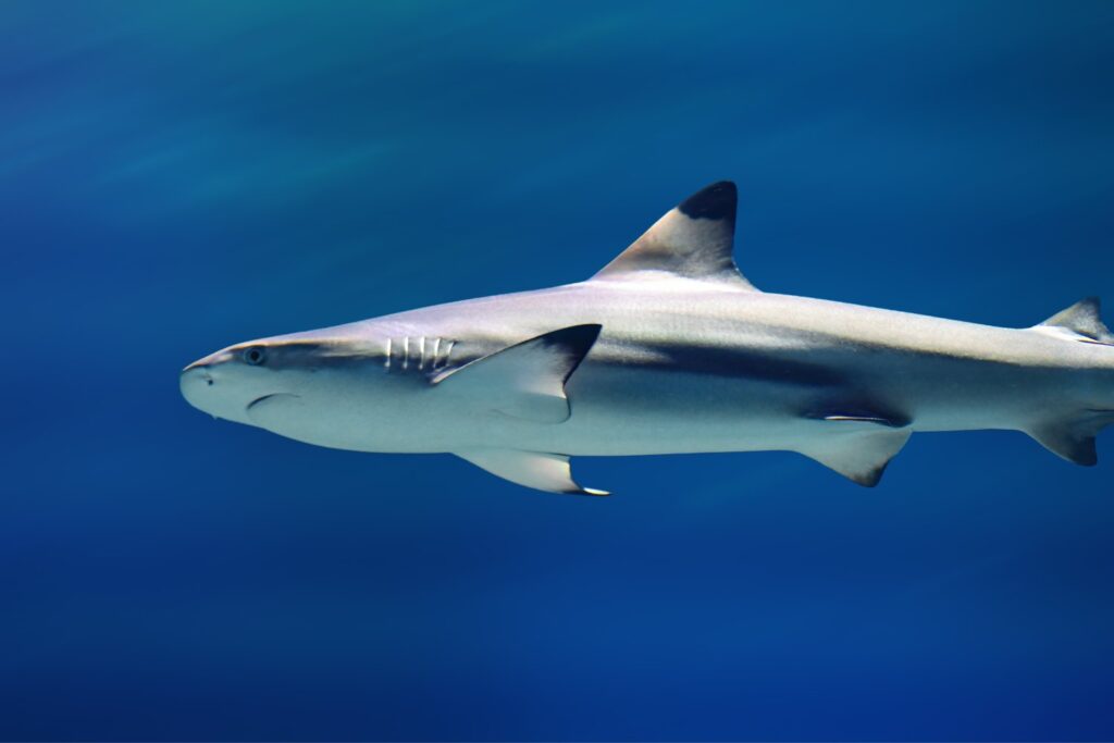 Sharks