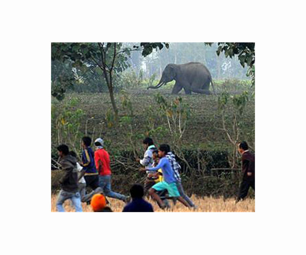India's elephant warning system tackles deadly conflict