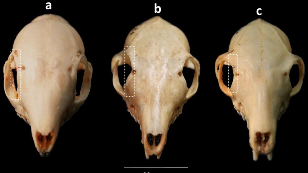 Centuries-old museum specimens unlock mysteries of South Asian treeshrews