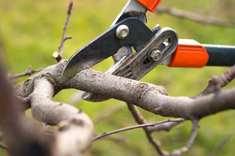 The Essential Guide to Safe and Effective Tree Pruning