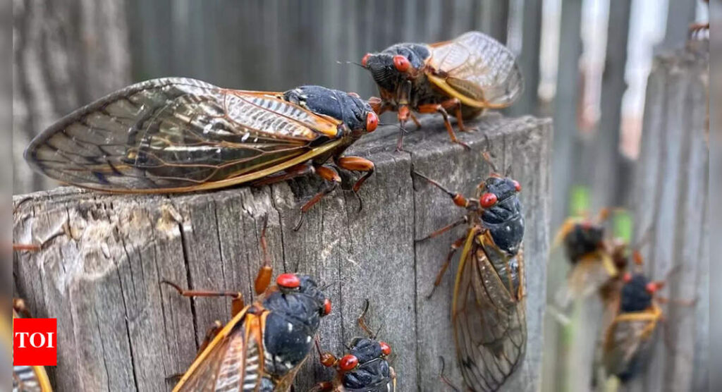 Seventeen years later, Brood XIV cicadas emerge in US |