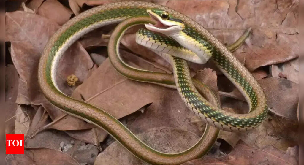 This man survived 200 snake bites, from cobras to mambas, and now his blood is helping scientists beat venom; know how |