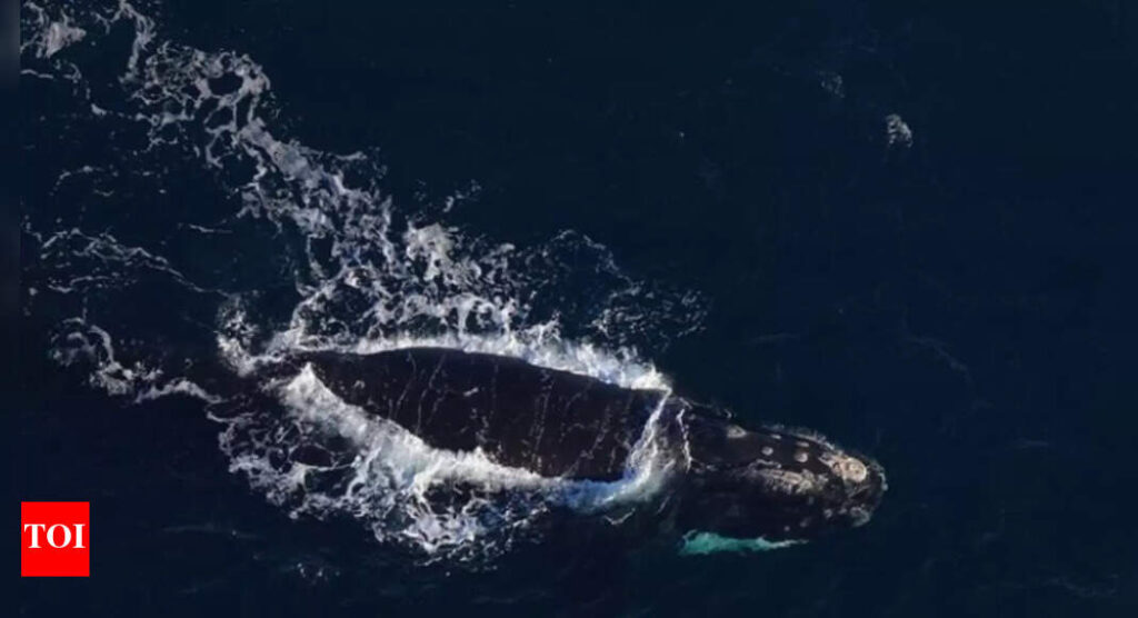 NASA satellites track plankton swarms from space to protect North Atlantic right whales |