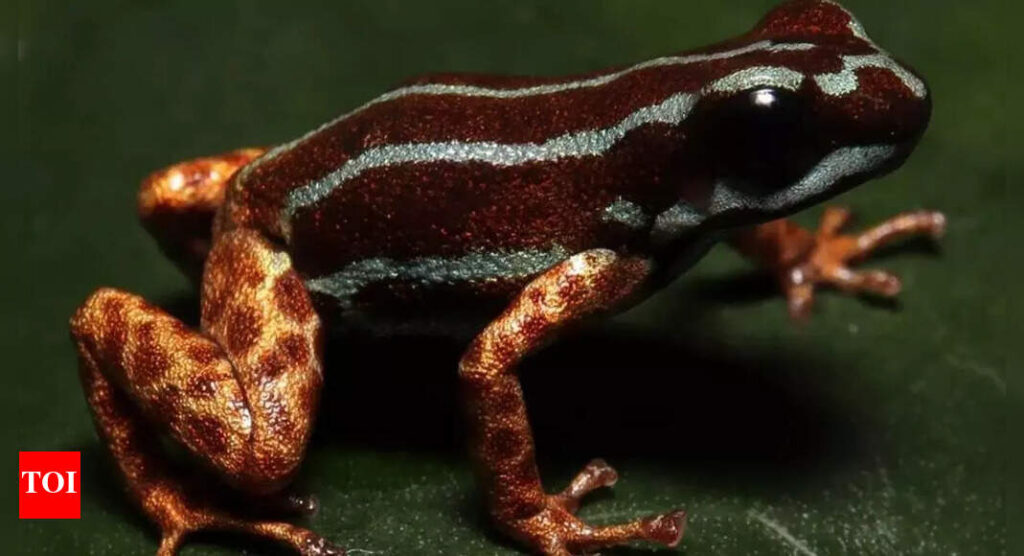 Copper-legged blue frog from poison dart family discovered in the Amazon rainforest |