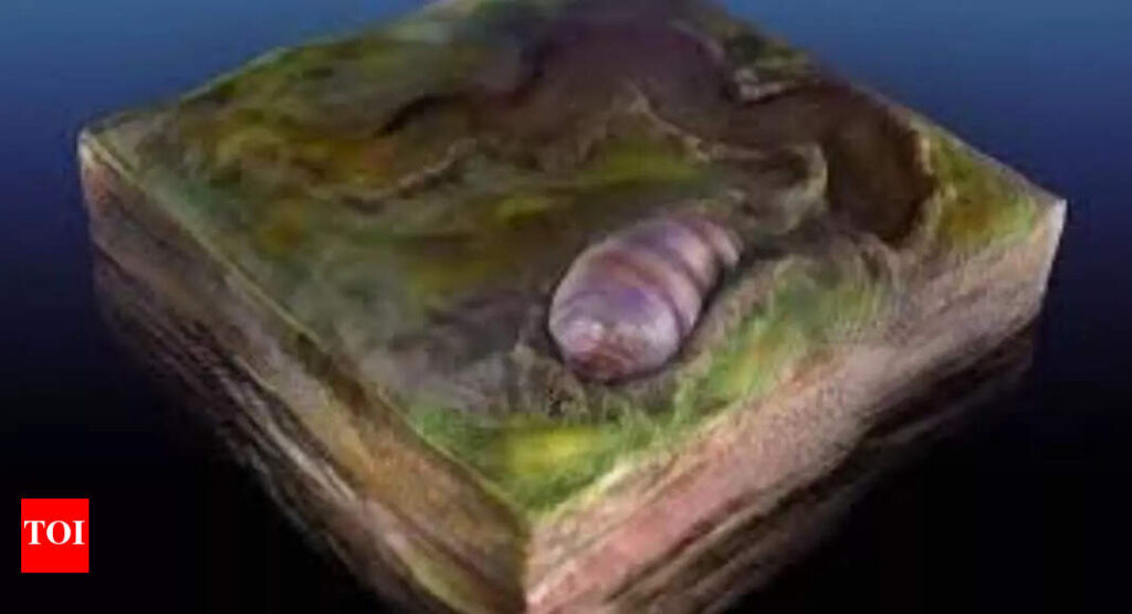 Ikaria Wariootia: The earliest known animal ancestor on the planet has been discovered from South Australia |