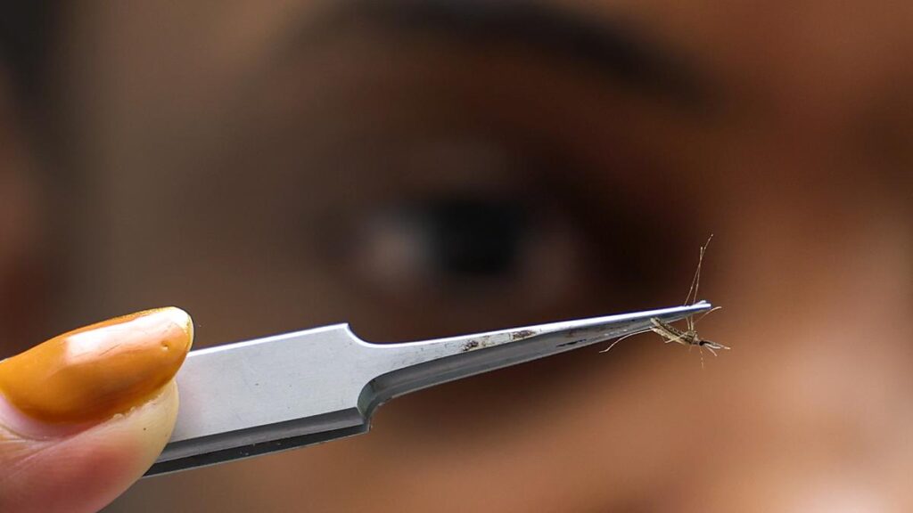 Major study says malaria reinfection creates special immune cells