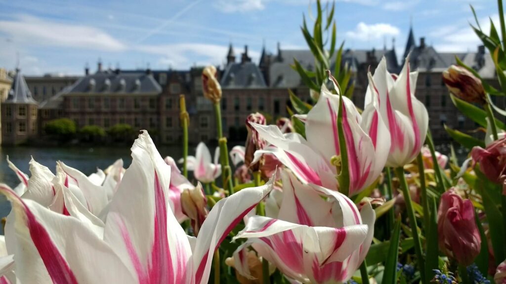 How to Plan for Two Days in The Hague