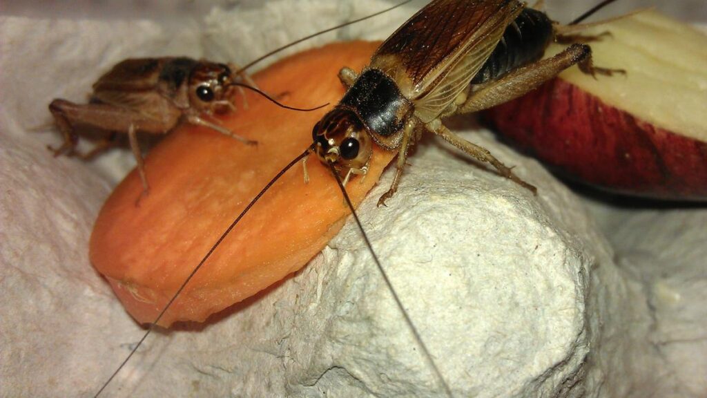Scientists have found a cricket evolving rapidly to beat a new threat