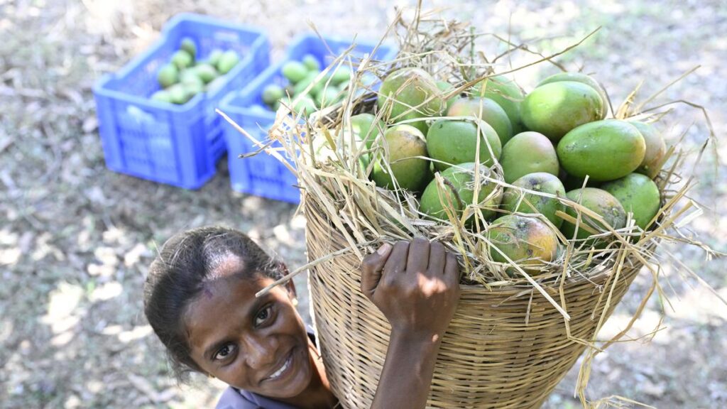 Mangoes 2025: Tamil Nadu farmers on the season’s specialities