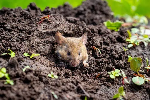 Effective Strategies for Rodent-Proofing Your Home