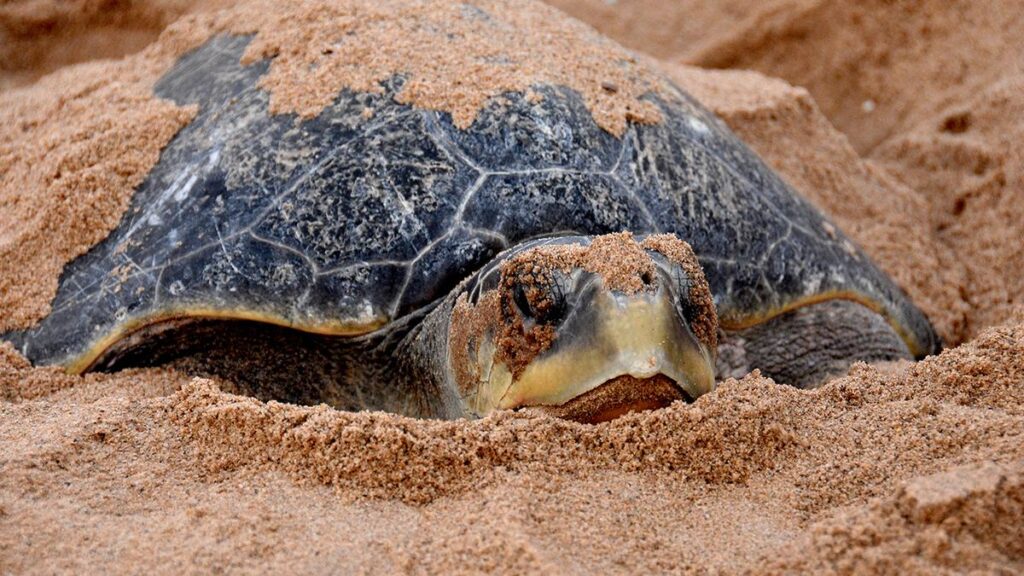 Kurma mela: The science of the mass nesting of Olive Ridley turtles 