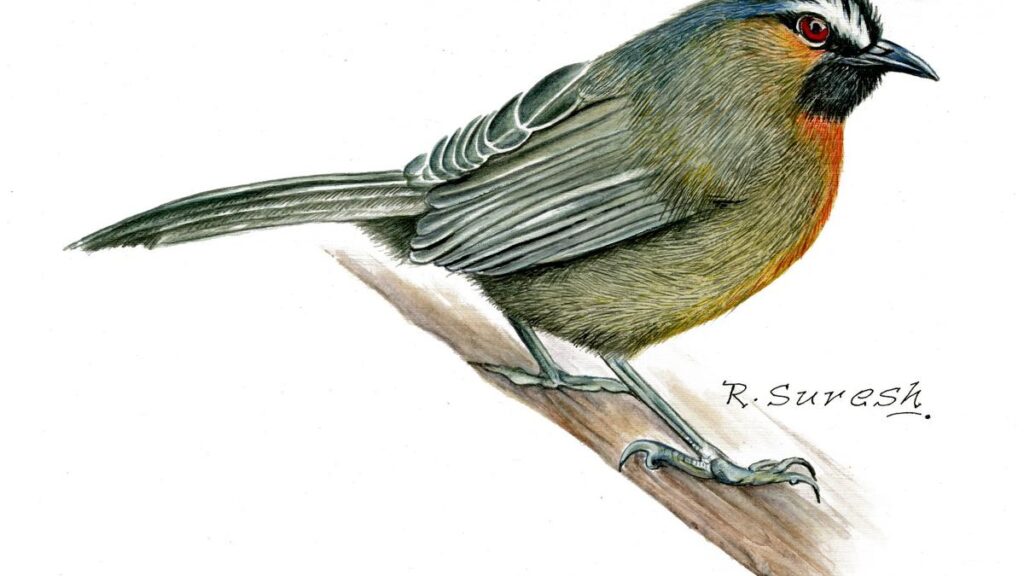 This botanical illustrator is charting the endemic and endangered species of the Western Ghats, one brushstroke at a time