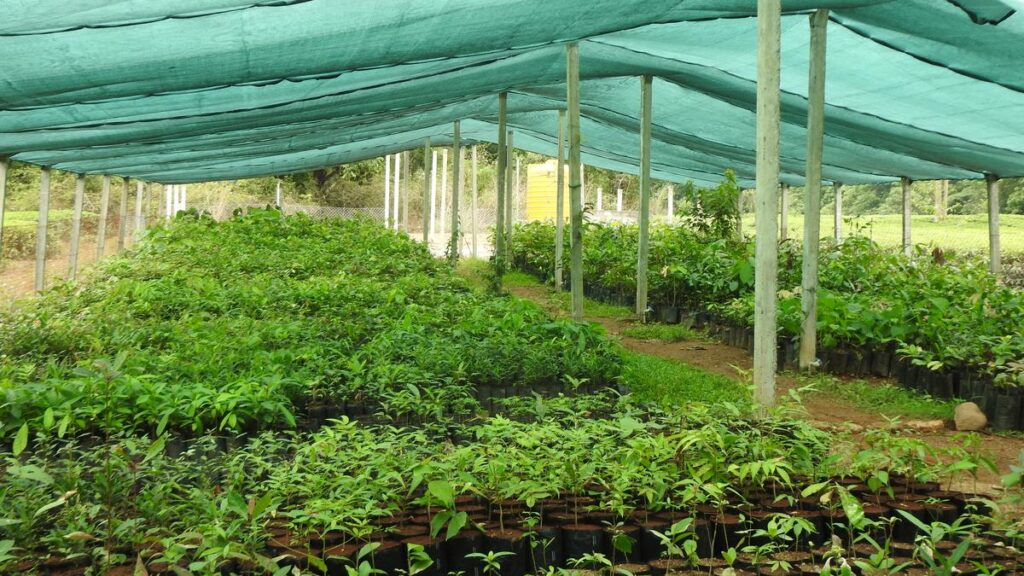 How coffee agroforests can play a role in ecological restoration