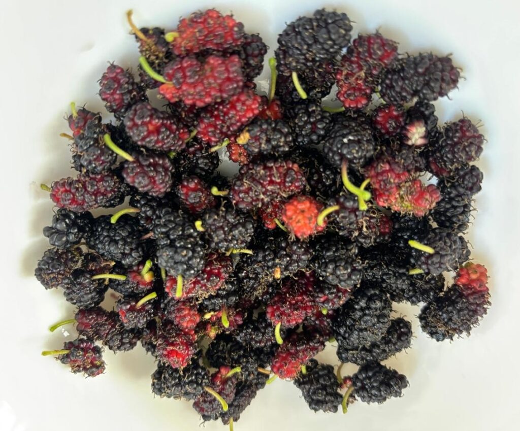Health benefits of Black Raspberries
