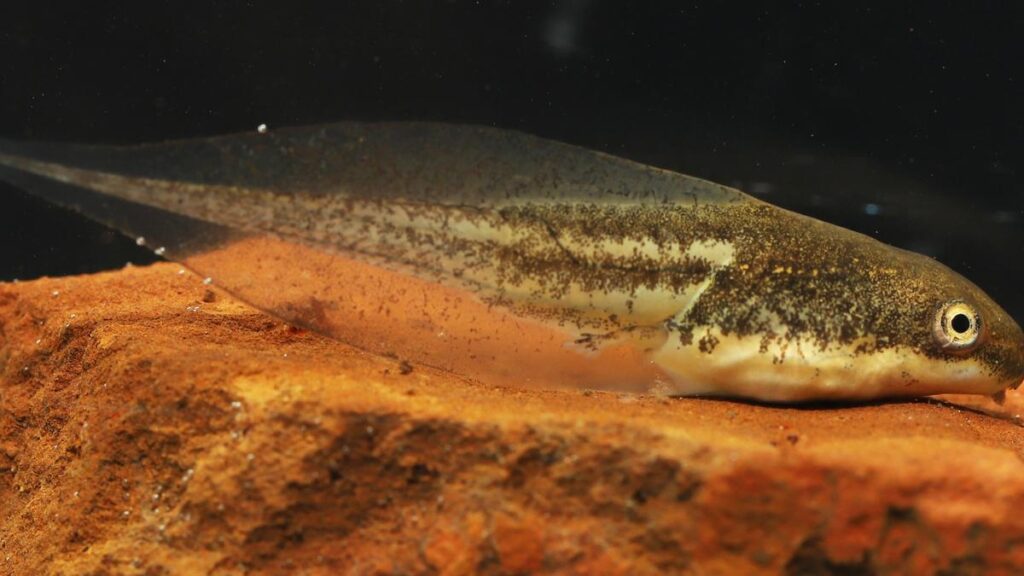 Rain pattern and rock pool size matter for tadpole growth in Konkan’s lateritic plateau