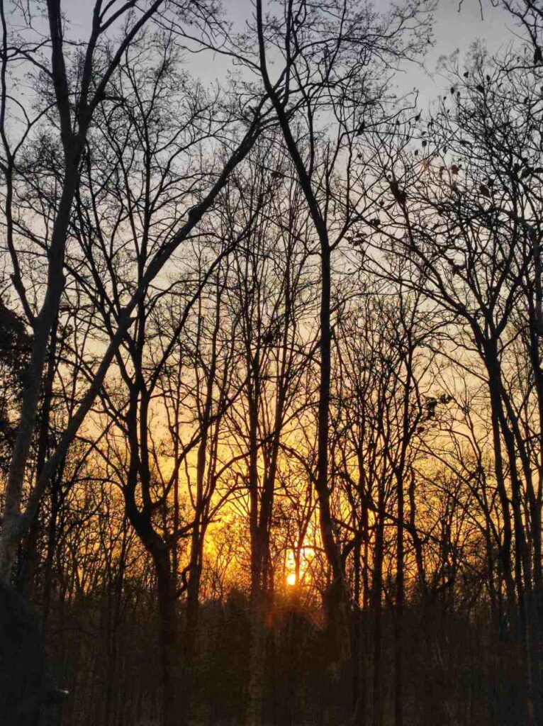 The Benefits of Forest Bathing (Shinrin-Yoku)